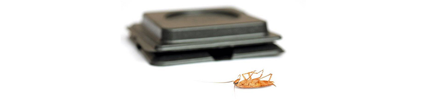 Каких запахов боятся тараканы в квартире больше всего?